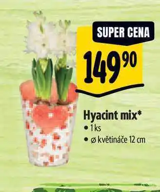 Albert Hyacint mix, pr. květináče 12 cm nabídka