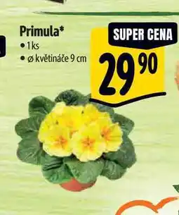 Albert Primula, pr. květináče 9 cm nabídka