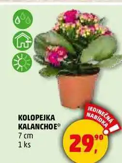 Penny Market KOLOPEJKA KALANCHOE 7 cm, 1 ks nabídka