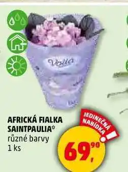 Penny Market AFRICKÁ FIALKA SAINTPAULIA různé barvy, 1 ks nabídka