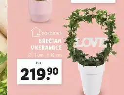 Lidl Břečťan v keramice nabídka