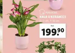 Lidl Kala v keramice nabídka