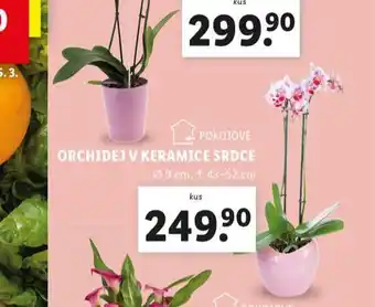 Lidl Orchidej v keramice srdce nabídka