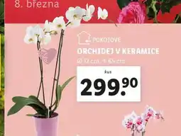 Lidl Orchidej v keramice nabídka