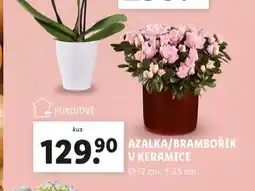 Lidl Azalka / brambořík v keramice nabídka