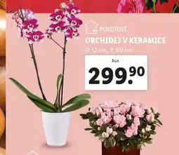 Lidl Orchidej v keramice nabídka