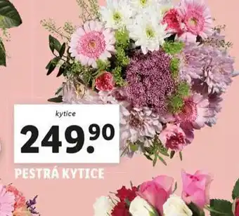 Lidl Pestrá kytic e nabídka