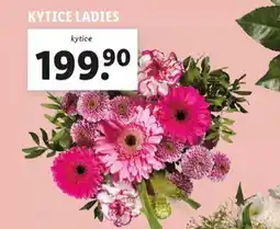 Lidl Kytice ladies nabídka