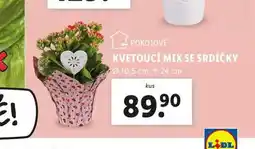 Lidl Kvetoucí mix se srdíčky nabídka