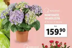 Lidl Hortenzie velkolistá nabídka