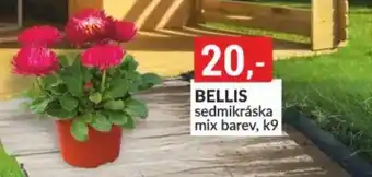 Baumax BELLIS nabídka