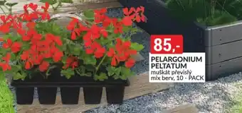 Baumax Pelargonium peltatum nabídka