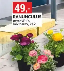 Baumax Ranunculus nabídka