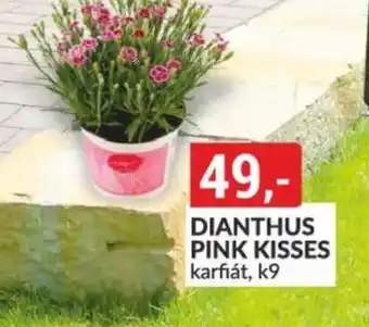 Baumax Dianthus pink kisses nabídka