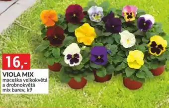 Baumax Viola mix nabídka