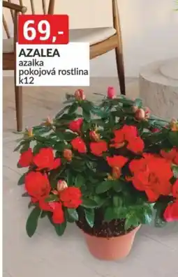 Baumax Azalea azalka nabídka