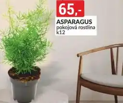 Baumax Asparagus nabídka