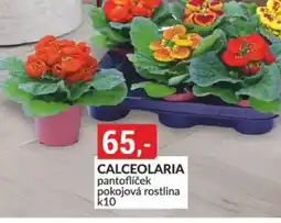 Baumax Calceolaria nabídka