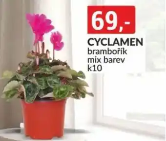 Baumax Cyclamen nabídka