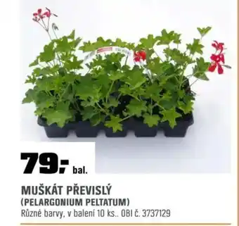 OBI Muškát převislý (pelargonium peltatum) nabídka