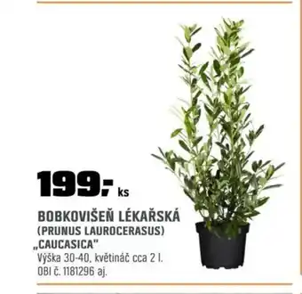 OBI Bobkovišeň lékařská (Prunus laurocerasus) ,,Caucasica" nabídka