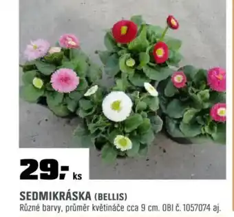 OBI Sedmikráska (bellis) nabídka