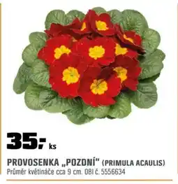 OBI Provosenka „pozdní" (Primula acaulis) nabídka