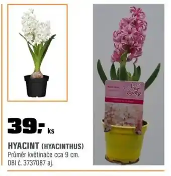 OBI Hyacint (hyacinthus) nabídka