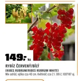 OBI Rybíz červený/bílý (ribes rubrum/ribes rubrum white) nabídka