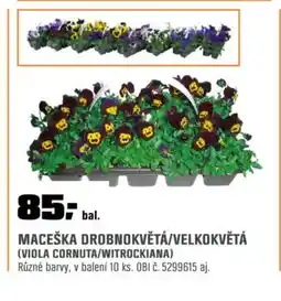 OBI Maceška drobnokvětá/velkokvětá (viola cornuta/witrockiana) nabídka