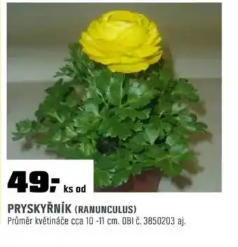 OBI Pryskyřník (ranunculus) nabídka
