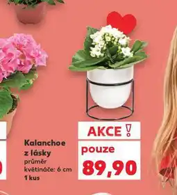 Kaufland Kalanchoe z lásky nabídka