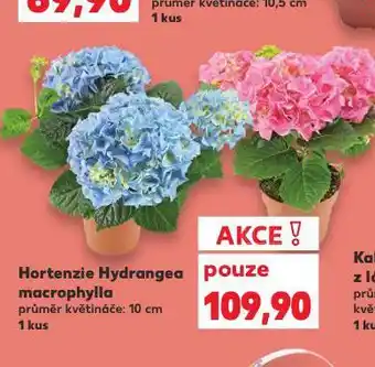 Kaufland Hortenzie hydrangea nabídka