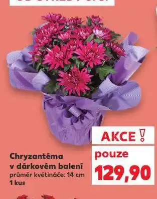 Kaufland Chryzantéma nabídka