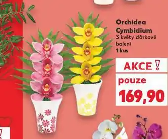 Kaufland Orchidea cymbidum nabídka