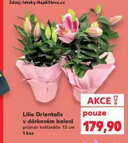 Kaufland Lilie orientalis nabídka