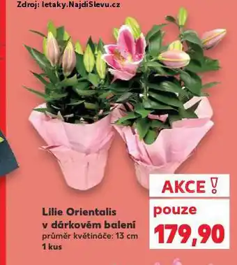 Kaufland Lilie orientalis nabídka