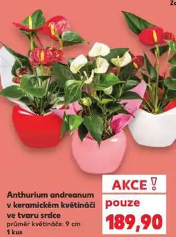 Kaufland Anthurium andreanum v keramickém květináči ve tvaru srdce nabídka