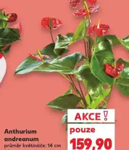 Kaufland Anthurium andreanum nabídka