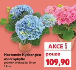 Kaufland Hortenzie Hydrangea pouze macrophylla nabídka