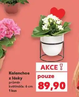 Kaufland Kalanchoe z lásky průměr nabídka