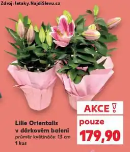 Kaufland Lilie Orientalis v dárkovém balení nabídka