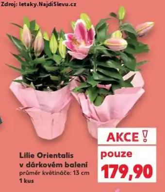 Kaufland Lilie Orientalis v dárkovém balení nabídka