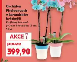 Kaufland Orchidea Phalaenopsis v keramickém květináči nabídka