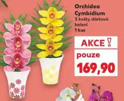 Kaufland Orchidea Cymbidium 3 květy dárkové nabídka