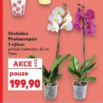 Kaufland Orchidea Phalaenopsis nabídka