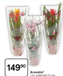 Tesco Bromélie, 1 ks květináč 12 cm nabídka