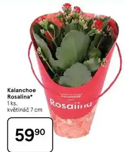 Tesco Kalanchoe Rosalina, 1 ks. květináč 7 cm nabídka