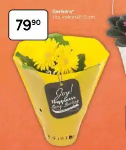 Tesco Gerbera nabídka