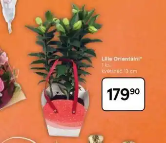 Tesco Lilie orientální nabídka